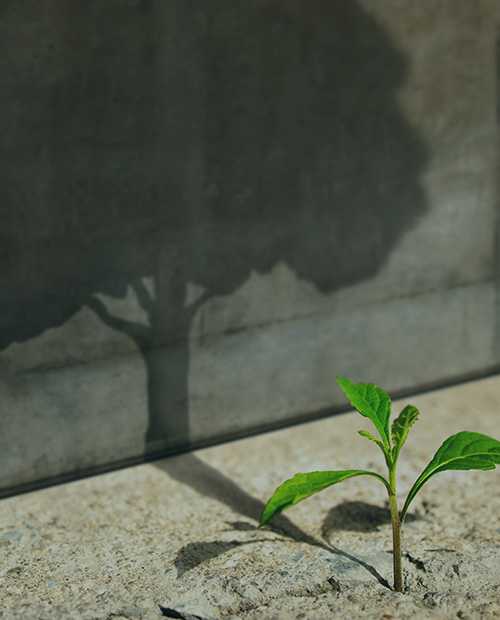 sprout